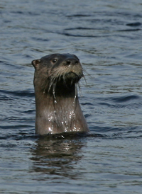 Northern River Otter